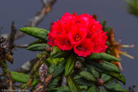 Central Province Flower